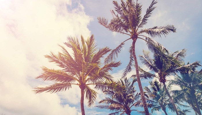Romantic-Palm Trees